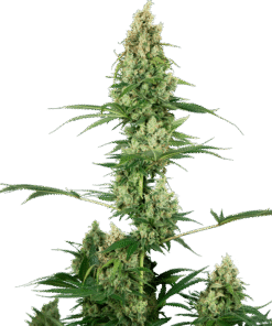 Foto Silver fire 100% sensi seeds