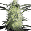 Foto Silver haze regular 10 unidades sensi seeds