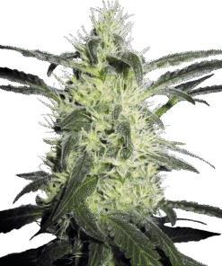 Foto Silver haze regular 10 unidades sensi seeds