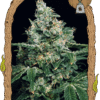 Foto Sir jack 100% exotic seed