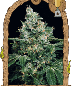 Foto Sir jack 100% exotic seed