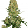 Foto Skunk #1 auto sensi seeds