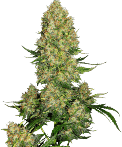 Foto Skunk #1 auto sensi seeds