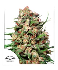 Foto Skunk 1 regular dutch passion