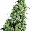 Foto Skunk #1 regular 10 unidades sensi seeds
