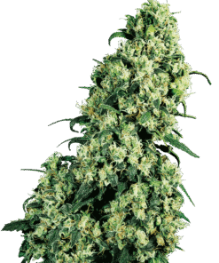 Foto Skunk #1 regular 10 unidades sensi seeds