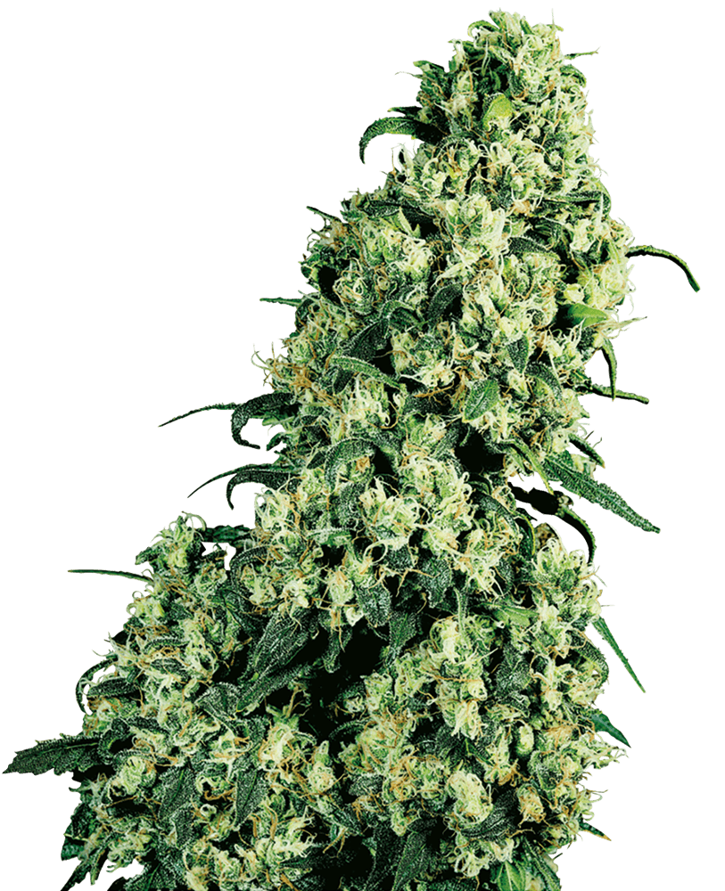 Skunk #1 regular 10 unidades sensi seeds Foto Skunk #1 regular 10 unidades sensi seeds