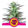 Foto Skunk xl 100% royal queen seeds