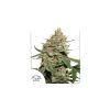Foto Skunk #11 100% dutch passion
