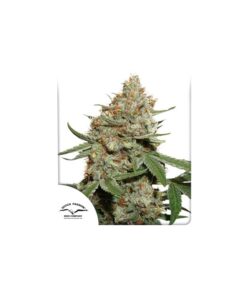 Foto Skunk #11 100% dutch passion