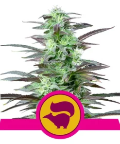 Foto Skunk xl 100% royal queen seeds