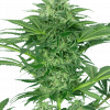 Foto Skunk dream cbd sensi seeds