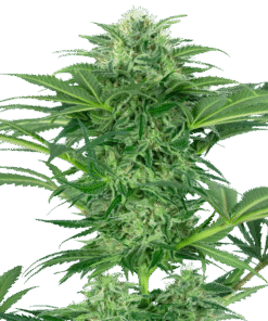 Foto Skunk dream cbd sensi seeds