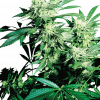 Foto Skunk kush 100% sensi seeds