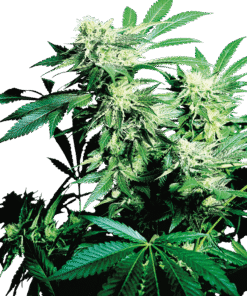 Foto Skunk kush 100% sensi seeds