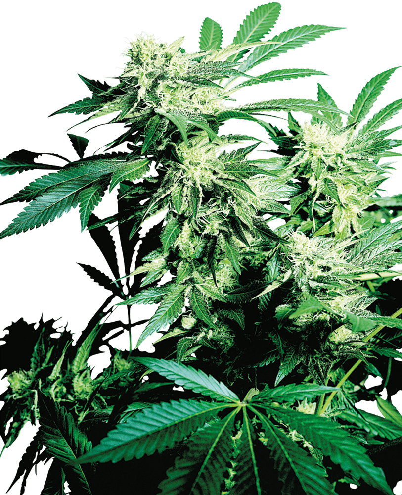 Skunk kush regular 10 unidades sensi seeds Foto Skunk kush regular 10 unidades sensi seeds