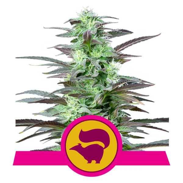 Foto Skunk xl 100% royal queen seeds