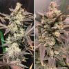 Foto Skywalker haze 100% dutch passion