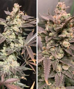 Foto Skywalker haze 100% dutch passion