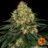 Foto Skywalker og auto barney’s farm seeds