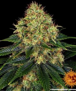 Foto Skywalker og auto barney’s farm seeds