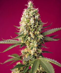 Foto Skywalker og runtz xl auto sweet seeds