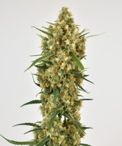 Foto Snow bud 100% dutch passion