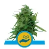 Foto Solomatic cbd royal queen seeds