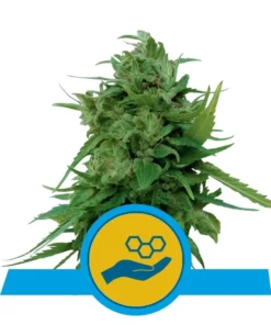 Foto Solomatic cbd royal queen seeds