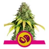 Foto Somango xl 100% royal queen seeds