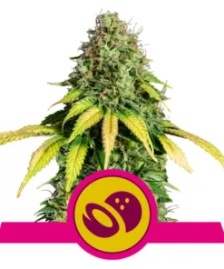 Foto Somango xl 100% royal queen seeds