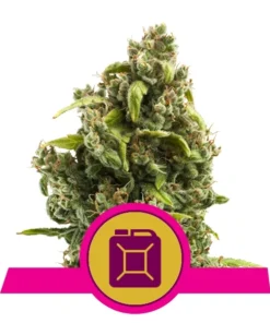 Foto Sour diesel 100% royal queen seeds