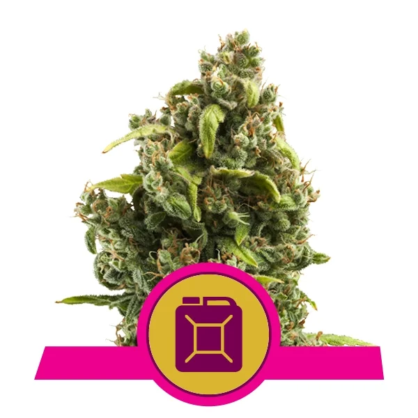 Foto Sour diesel 100% royal queen seeds