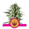 Foto Special kush 1 100% royal queen seeds
