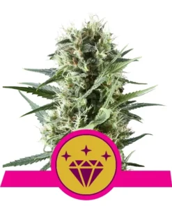 Foto Special kush 1 100% royal queen seeds