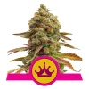 Foto Special queen 1 100% royal queen seeds