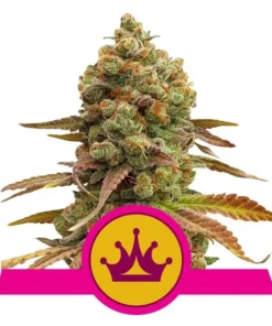 Foto Special queen 1 100% royal queen seeds