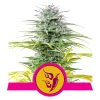 Foto Speedy chile fast flowering royal queen seeds