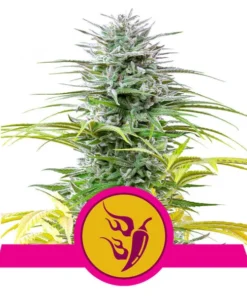 Foto Speedy chile fast flowering royal queen seeds