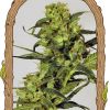 Foto Spicy bitch reg exotic seed