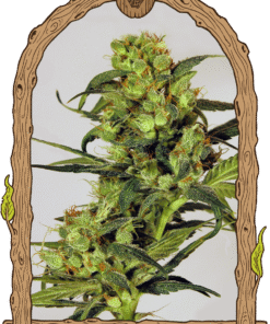 Foto Spicy bitch reg exotic seed