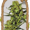 Foto Spicy bitch 100% exotic seed