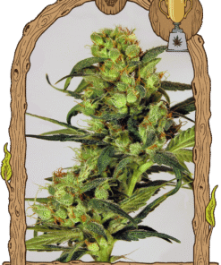 Foto Spicy bitch 100% exotic seed