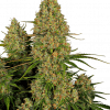 Foto Sticky orange xxl auto sensi seeds