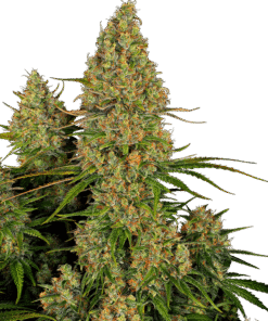 Foto Sticky orange xxl auto sensi seeds