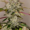 Foto Sticky dream positronics