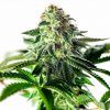 Foto Sticky Dream Auto