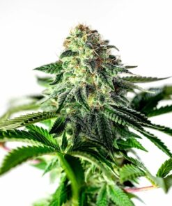 Foto Sticky Dream Auto