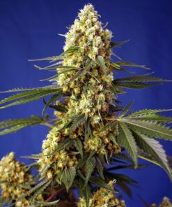 Foto Strawberry banana gelato xl auto sweet seeds