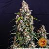 Foto Strawberry cheesecake auto barney’s farm seeds